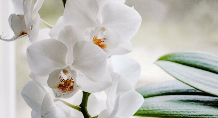 Orchideen