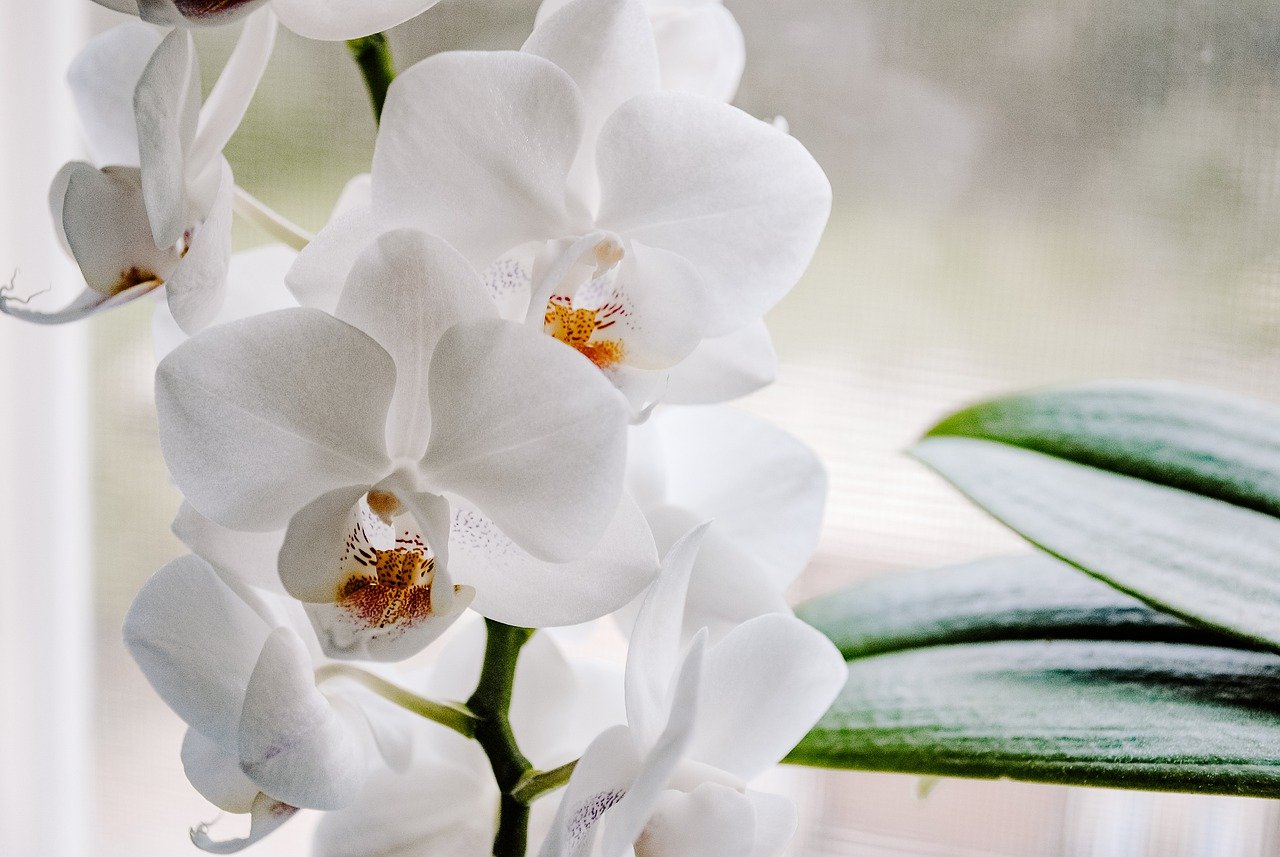 Wie gieße ich meine Orchideen richtig? Ratundwissen.de