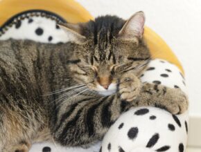 Katze auf einer Couch