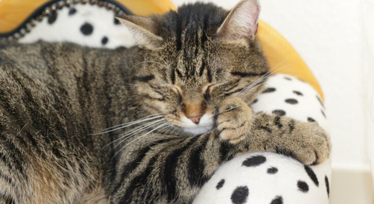 Katze auf einer Couch