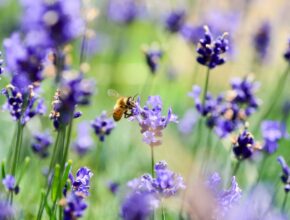 Insektenfreundliche Pflanzen