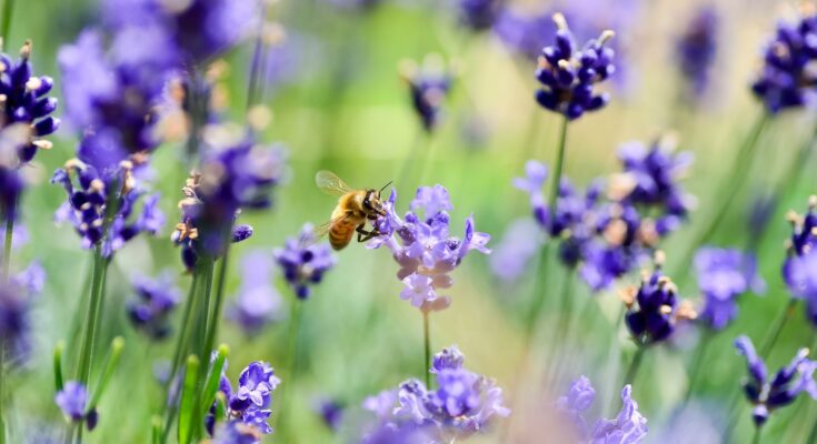 Insektenfreundliche Pflanzen