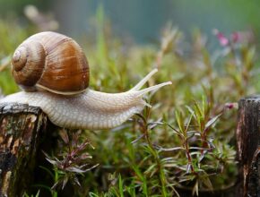 Schnecke im Garten