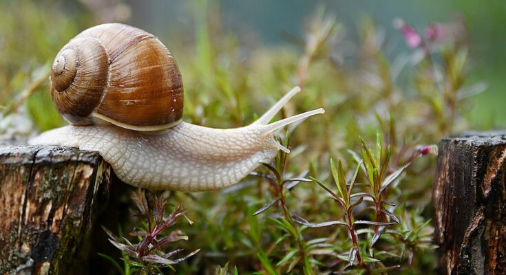 Schnecke im Garten