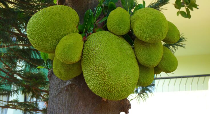 Jackfruit