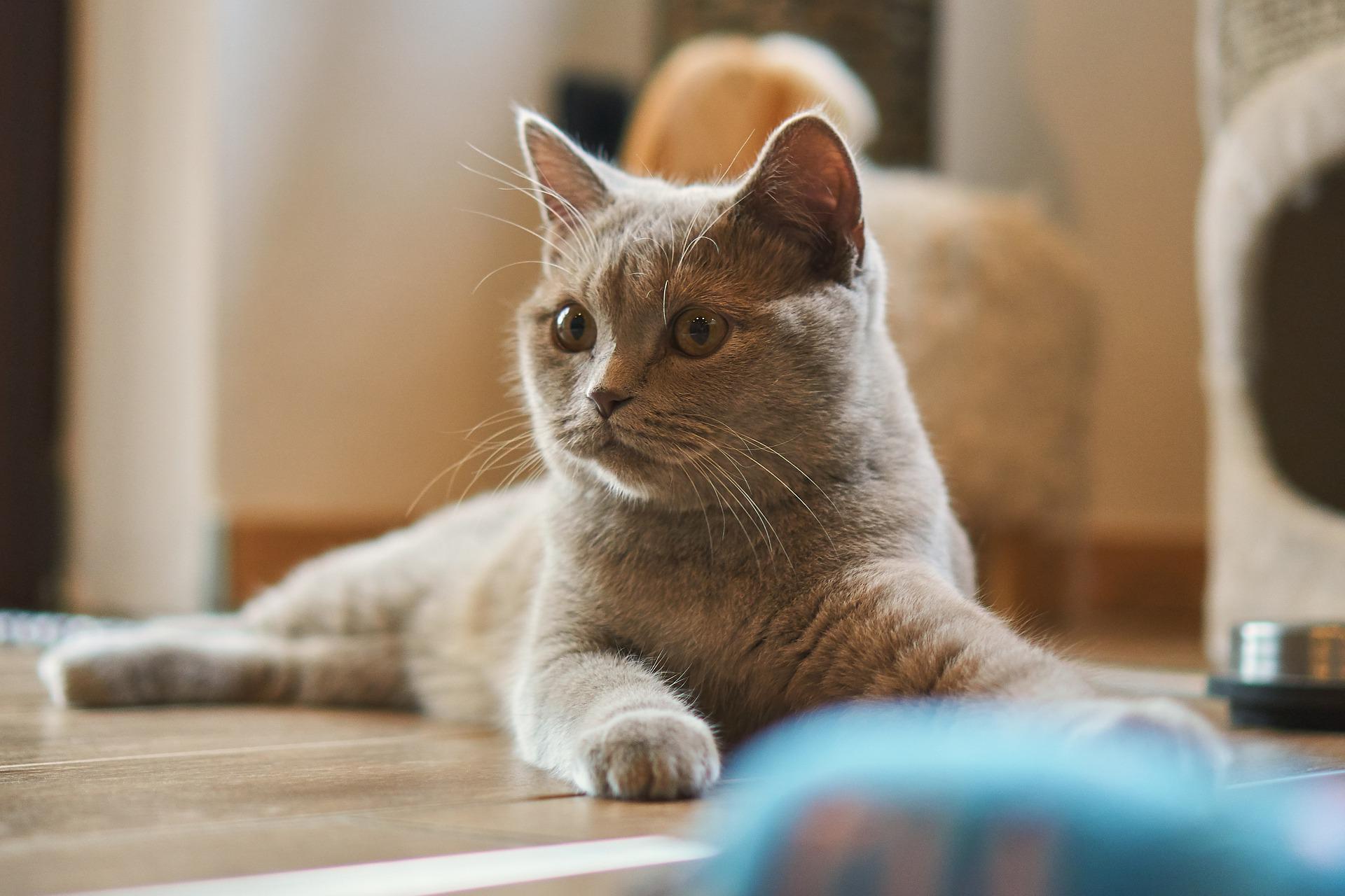 Warum mögen Katzen Baldrian? Ratundwissen.de