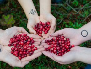 Cranberries