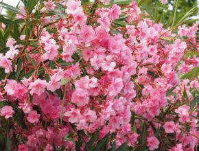 Oleander überwintern