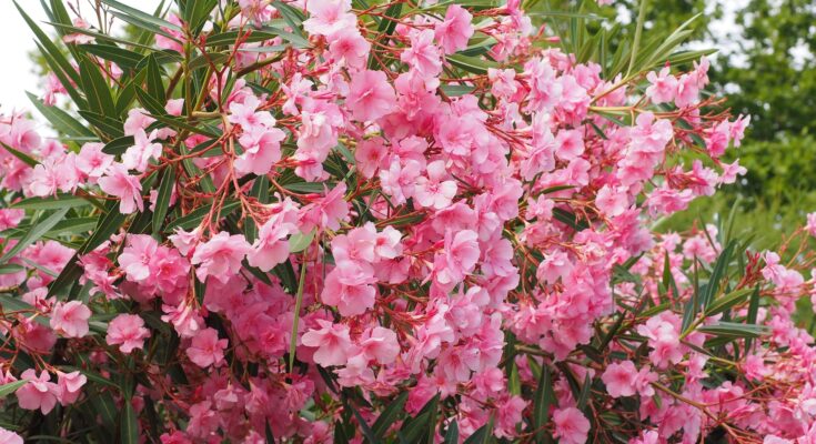 Oleander überwintern