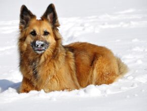 Hundepfoten im Winter pflegen
