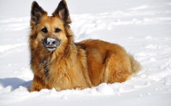 Hundepfoten im Winter pflegen
