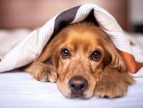 Hund mit im Bett