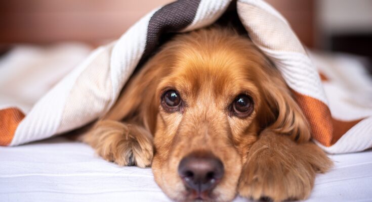 Hund mit im Bett