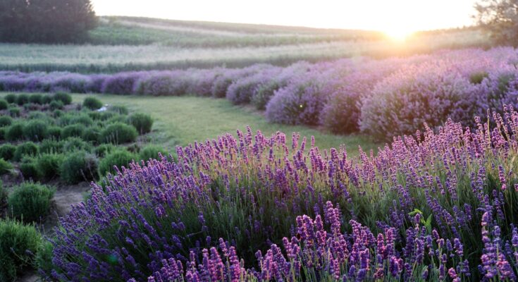 Lavendel richtig schneiden