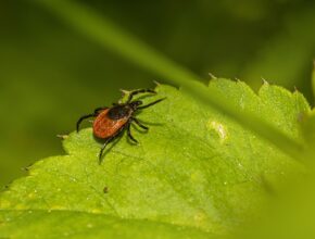 Was schützt vor Zecken?