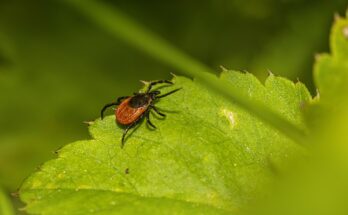 Was schützt vor Zecken?