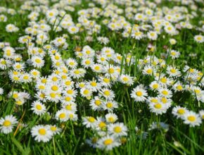 Gänseblümchen essen