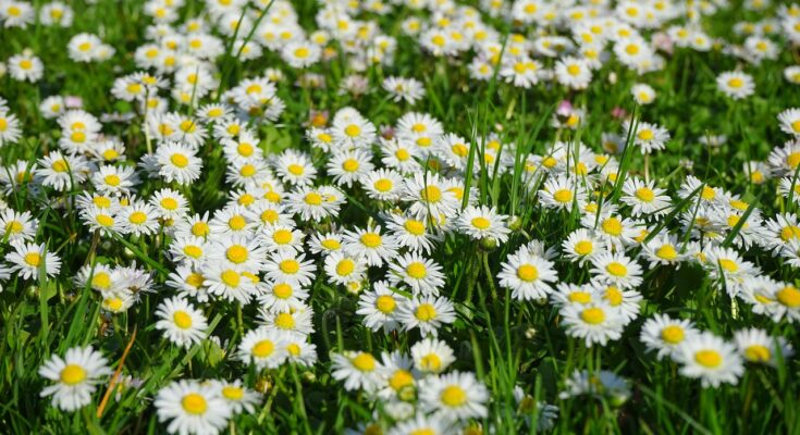 Gänseblümchen essen