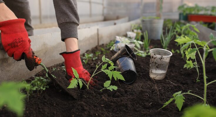 Blumenerde ohne Torf