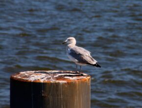 Vogelkot entfernen