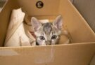 Warum lieben Katzen Kartons?