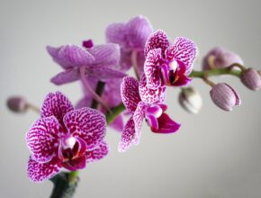 Orchideen wieder zum Blühen bringen