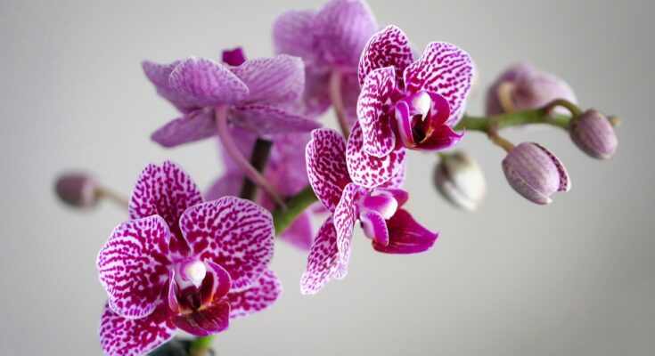 Orchideen wieder zum Blühen bringen