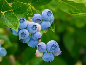 Blaubeeren Heidelbeeren