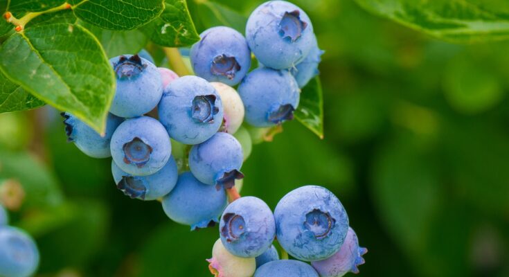 Blaubeeren Heidelbeeren