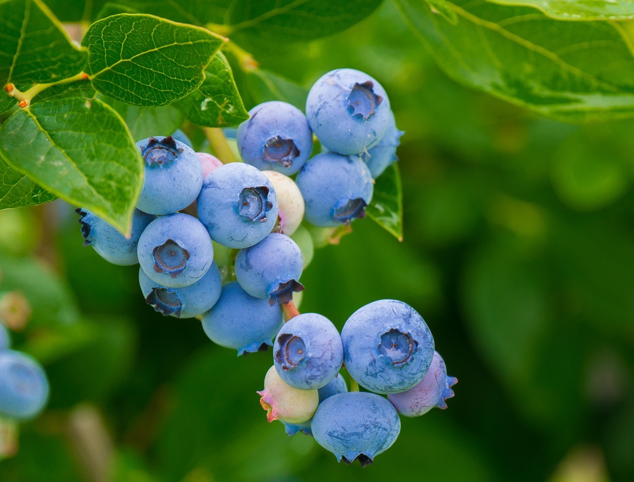 Was Ist Der Unterschied Zwischen Blaubeeren Und Heidelbeeren Was Ist Der Unterschied Zwischen Blaubeeren Und Heidelbeeren