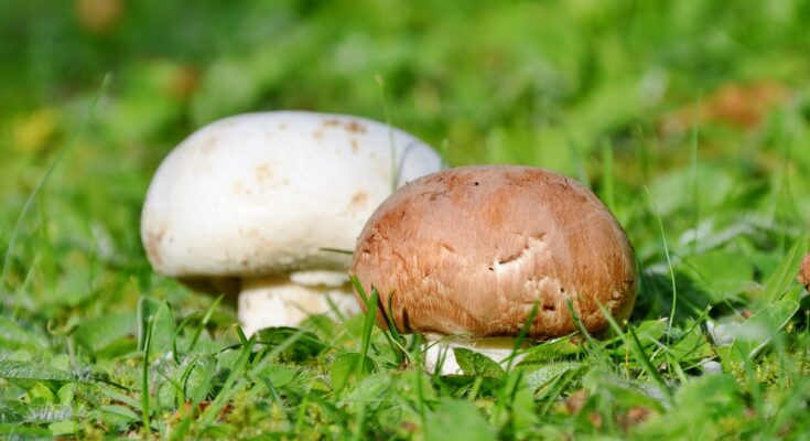 Unterschied zwischen weißen und brauen Champignons