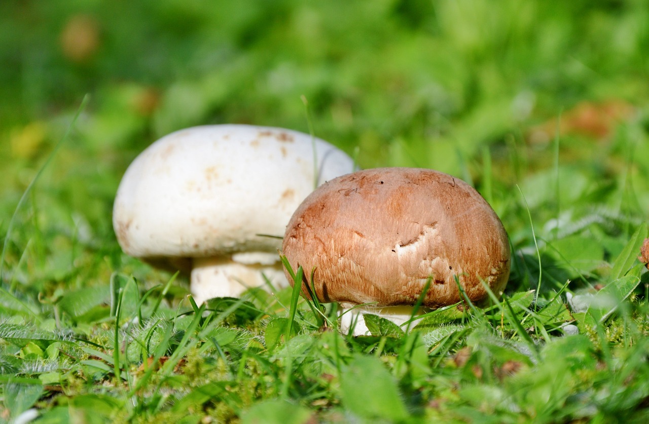 Was ist der Unterschied zwischen weißen und braunen Champignons? Ratundwissen.de