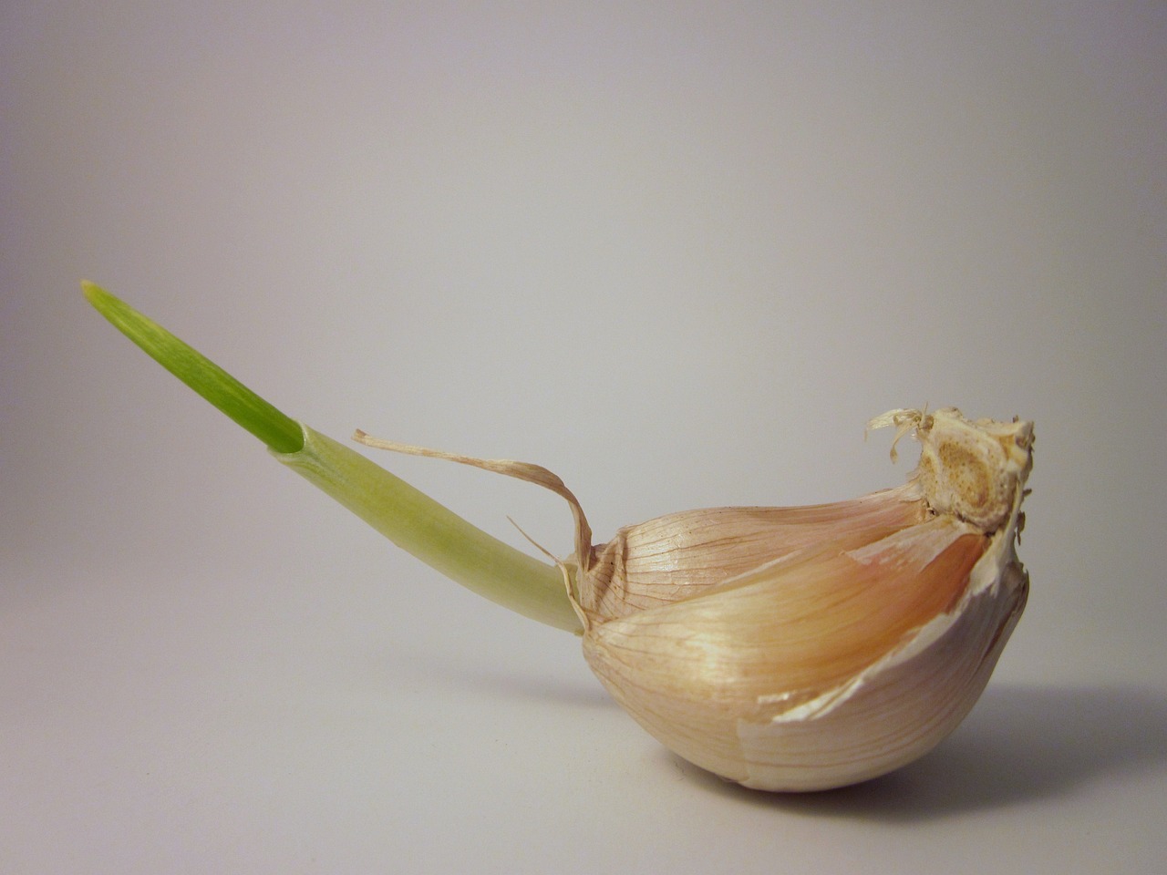 Kann Man Knoblauch Essen Wenn Er Keimt Kann man keimenden Knoblauch noch essen? | Ratundwissen.de