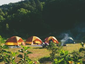 Drei gelbe Campingzelte auf einer grünen Wiese, dahinter ist ein waldiger Hügel.