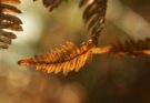 Wie gelingt der Übergang vom Sommer zum Herbst?