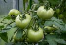 Grüne Tomaten am Zweig