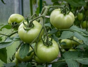 Grüne Tomaten am Zweig