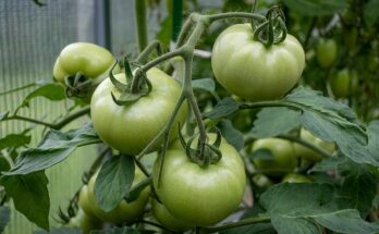 Grüne Tomaten am Zweig