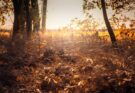 Was ist eigentlich der Altweibersommer?