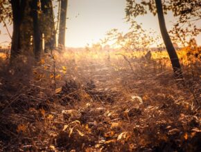 Spinnenfäden auf der Wiese, die im goldenen Spätsommerlicht golden glänzen.
