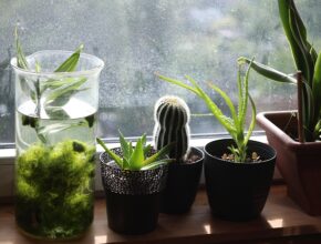 Verschiedene Pflanzen auf einer Fensterbank