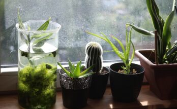 Verschiedene Pflanzen auf einer Fensterbank