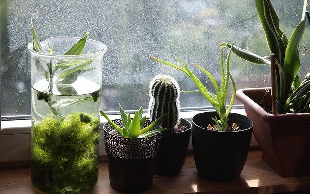 Verschiedene Pflanzen auf einer Fensterbank