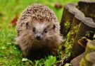 Igel im Garten: Was ist wichtig?