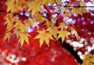 Herbstallergie – was hilft wirklich?