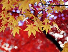 Herbstallergie