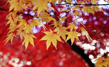 Herbstallergie