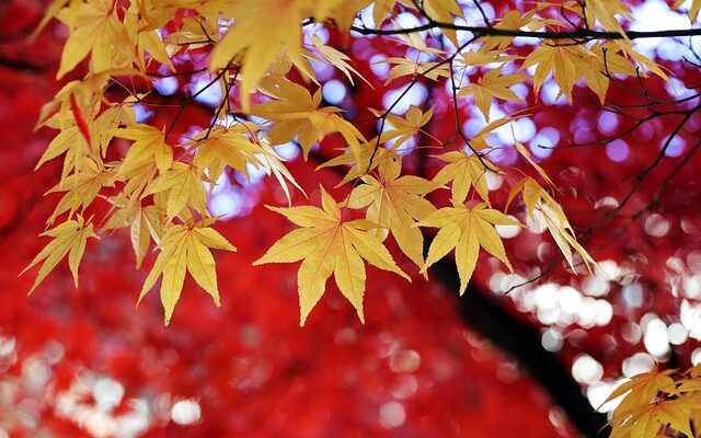 Herbstallergie